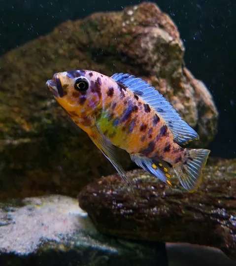 Maylandia fainzilberi 'Nkanda'